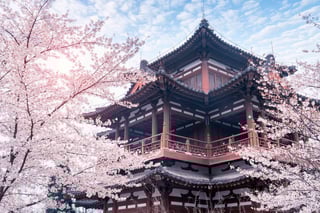 Cherry Blossom With Traditional Chinese Roof In Temple Xi An China Cherry Blossom With Traditional Chinese Roof In Temple Xi An China