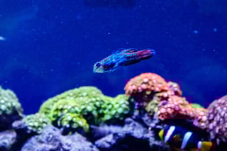Malaysia Sipadan Island