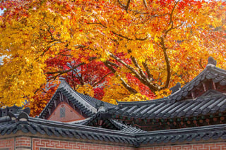 Roof Of Gyeongbukgung And Maple Tree In Autumn In Korea Roof Of Gyeongbukgung And Maple Tree In Autumn In Korea