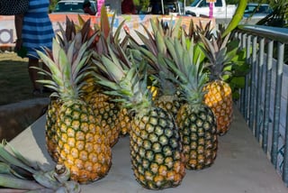 Eleuthera-Pineapple-Festival Eleuthera-Pineapple-Festival