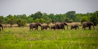 Pendjari-National-Park-Safari Pendjari-National-Park-Safari