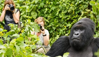 gorilla-trekking gorilla-trekking
