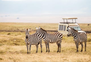 wildebeest-and-zebra wildebeest-and-zebra
