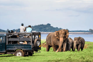 yala-national-park-safari yala-national-park-safari
