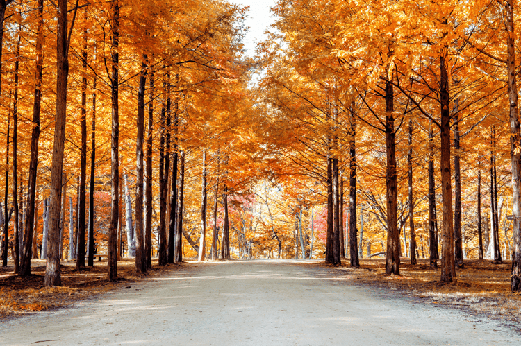 Nami Island & The Garden Of Morning Calm A Scenic Escape