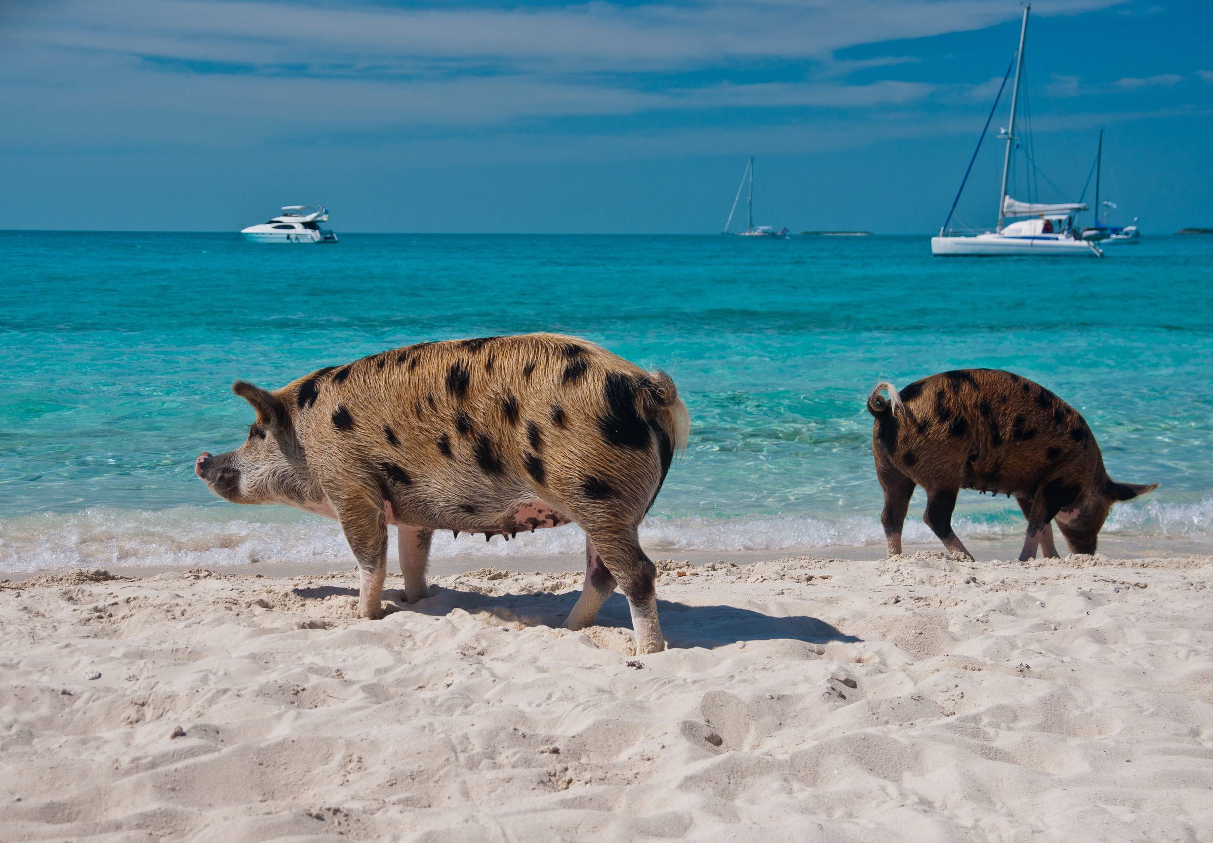 Swimming With Pigs in The Bahamas