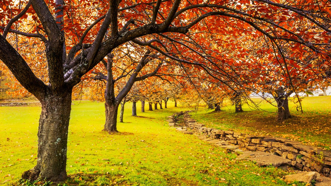 Discover the Charm of Autumn Travel Why It Outshines Summer