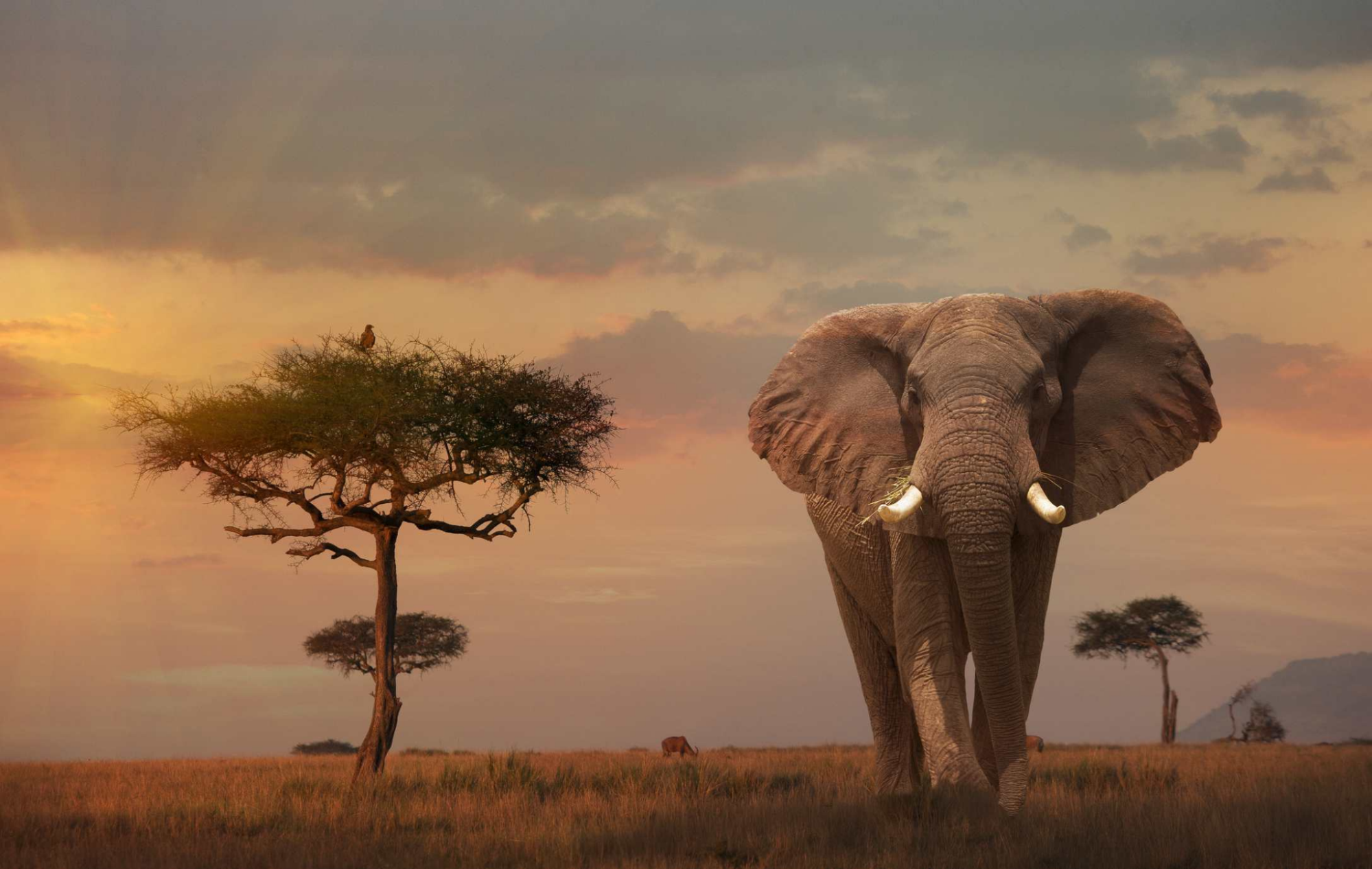 Kenya e Visa
