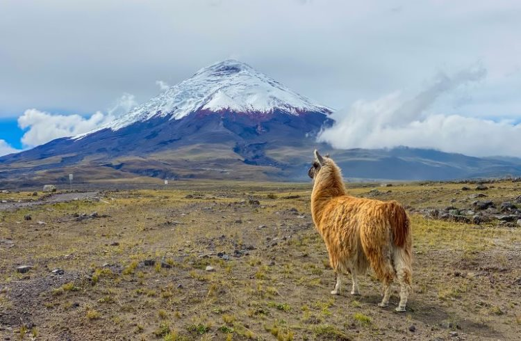 Top SIM Cards Travellers can use for Calling and Data in Ecuador Top SIM Cards Travellers can use for Calling and Data in Ecuador