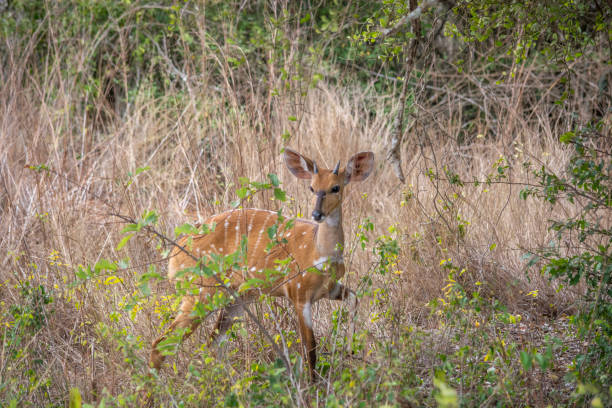 Safari in Kissama National Park