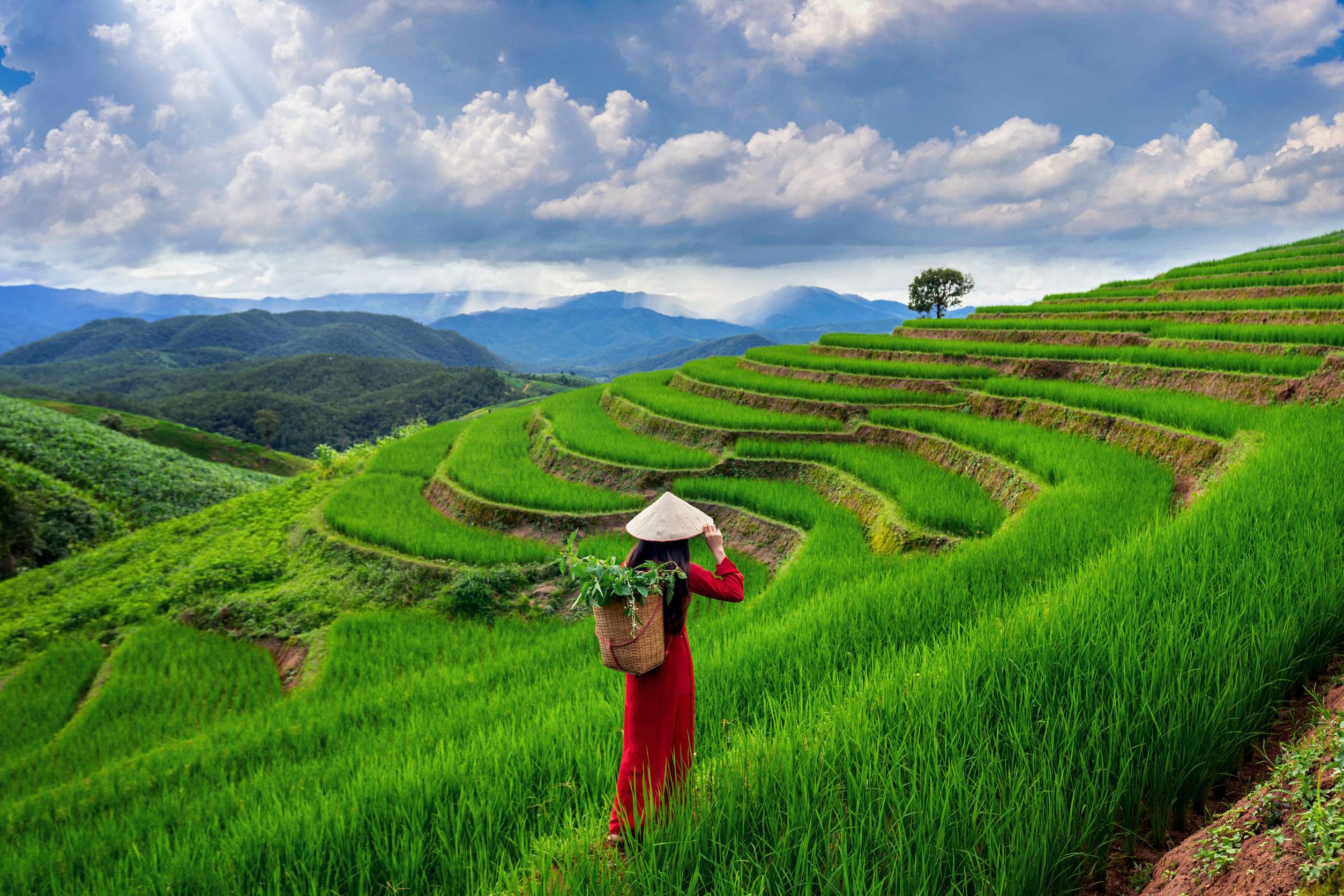 Asian woman wearing Vietnam culture traditional at rice terrace of Ban Pa Bong Piang in Chiang Mai Asian woman wearing Vietnam culture traditional at rice terrace of Ban Pa Bong Piang in Chiang Mai